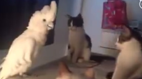千万不要把鹦鹉跟猫养在一起 猫会崩溃的